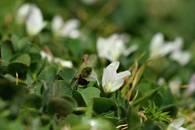 BUITEN BEELD Foto: 296413