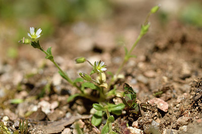 BUITEN BEELD Foto: 296425