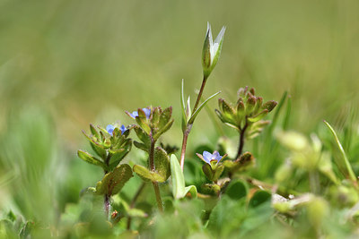 BUITEN BEELD Foto: 296429