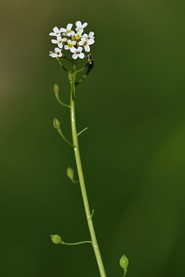 BUITEN BEELD Foto: 296447