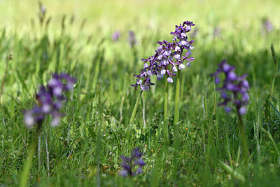 BUITEN BEELD Foto: 296459