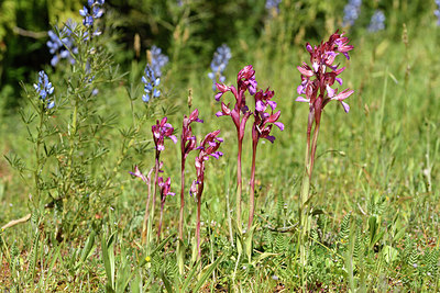 BUITEN BEELD Foto: 296462