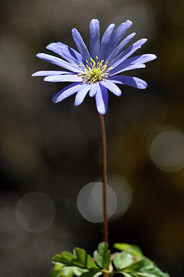 BUITEN BEELD Foto: 296470