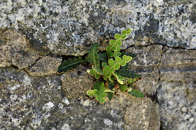 BUITEN BEELD Foto: 296474