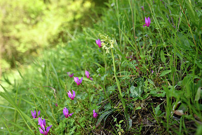 BUITEN BEELD Foto: 296493