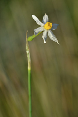 BUITEN BEELD Foto: 296502