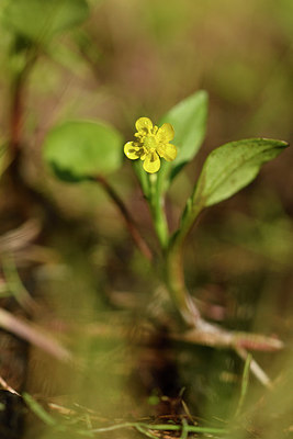 BUITEN BEELD Foto: 296505