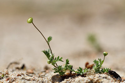 BUITEN BEELD Foto: 296531