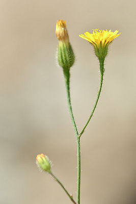 BUITEN BEELD Foto: 296535