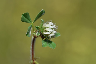 BUITEN BEELD Foto: 296537