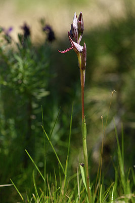 BUITEN BEELD Foto: 296545