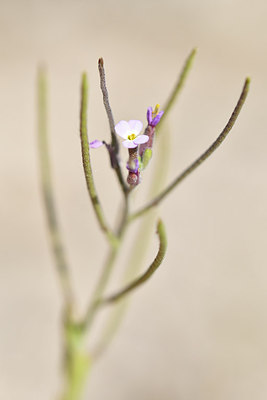 BUITEN BEELD Foto: 296557