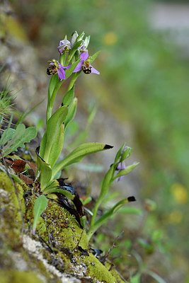 BUITEN BEELD Foto: 296586