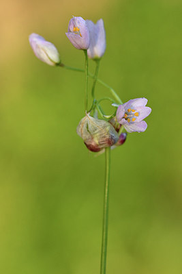 BUITEN BEELD Foto: 296601