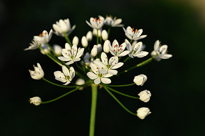 BUITEN BEELD Foto: 296602