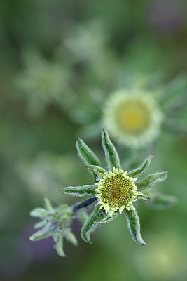 BUITEN BEELD Foto: 296610