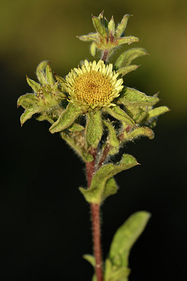 BUITEN BEELD Foto: 296614