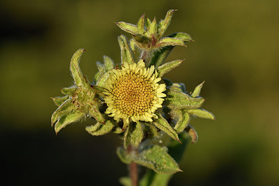 BUITEN BEELD Foto: 296615
