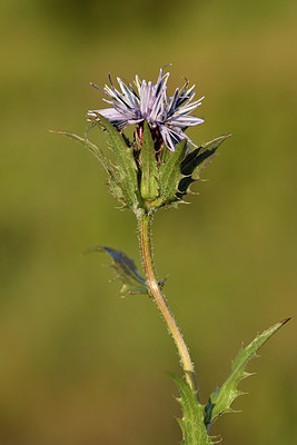 BUITEN BEELD Foto: 296617