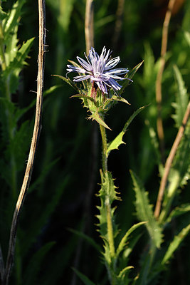 BUITEN BEELD Foto: 296619