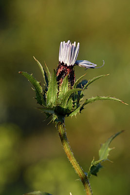 BUITEN BEELD Foto: 296620