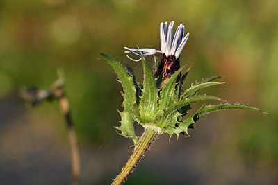 BUITEN BEELD Foto: 296622