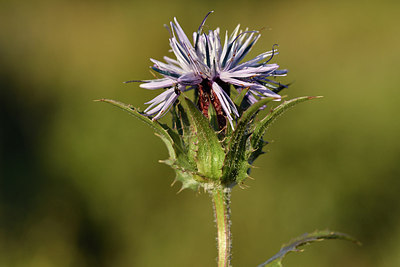 BUITEN BEELD Foto: 296623