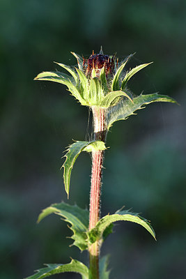 BUITEN BEELD Foto: 296624