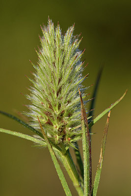 BUITEN BEELD Foto: 296627