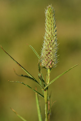 BUITEN BEELD Foto: 296629