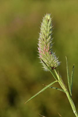 BUITEN BEELD Foto: 296631