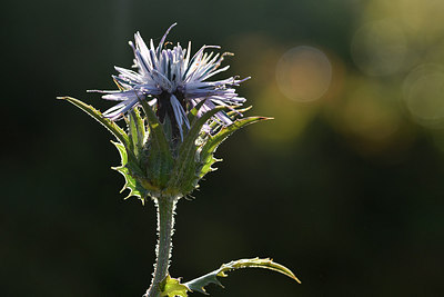 BUITEN BEELD Foto: 296633