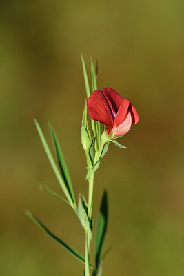 BUITEN BEELD Foto: 296642