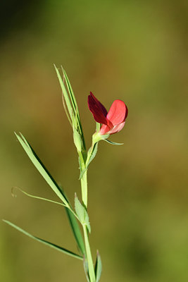 BUITEN BEELD Foto: 296643
