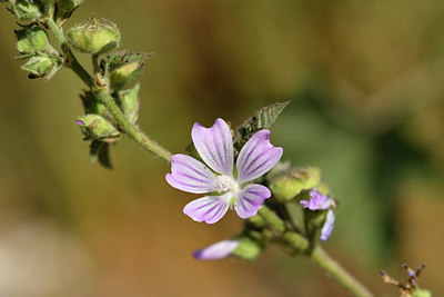 BUITEN BEELD Foto: 296644