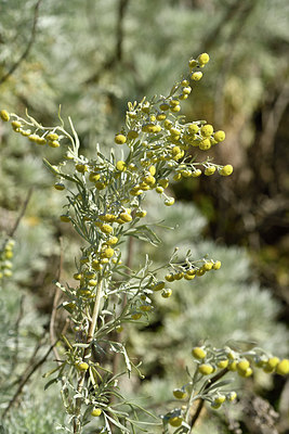 BUITEN BEELD Foto: 296650