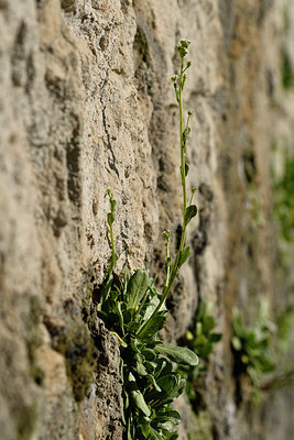 BUITEN BEELD Foto: 296654