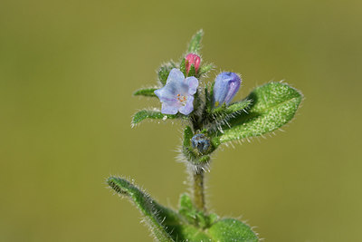 BUITEN BEELD Foto: 296659