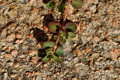 BUITEN BEELD Foto: 296660
