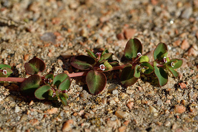 BUITEN BEELD Foto: 296661