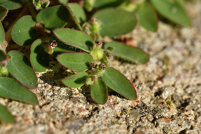 BUITEN BEELD Foto: 296665