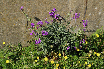 BUITEN BEELD Foto: 296669