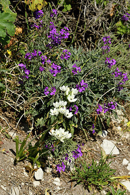 BUITEN BEELD Foto: 296681