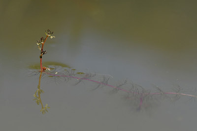 BUITEN BEELD Foto: 296697