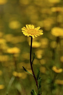 BUITEN BEELD Foto: 296701