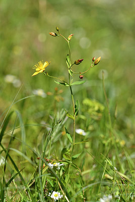 BUITEN BEELD Foto: 296713