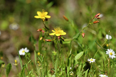 BUITEN BEELD Foto: 296714