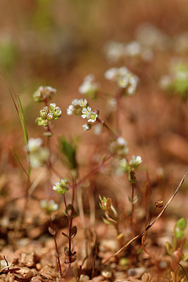 BUITEN BEELD Foto: 296718