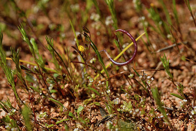 BUITEN BEELD Foto: 296720