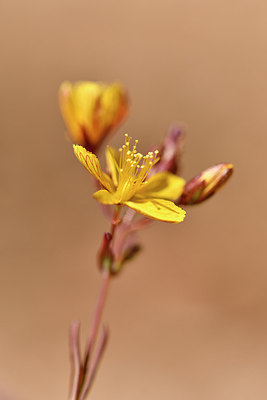 BUITEN BEELD Foto: 296729